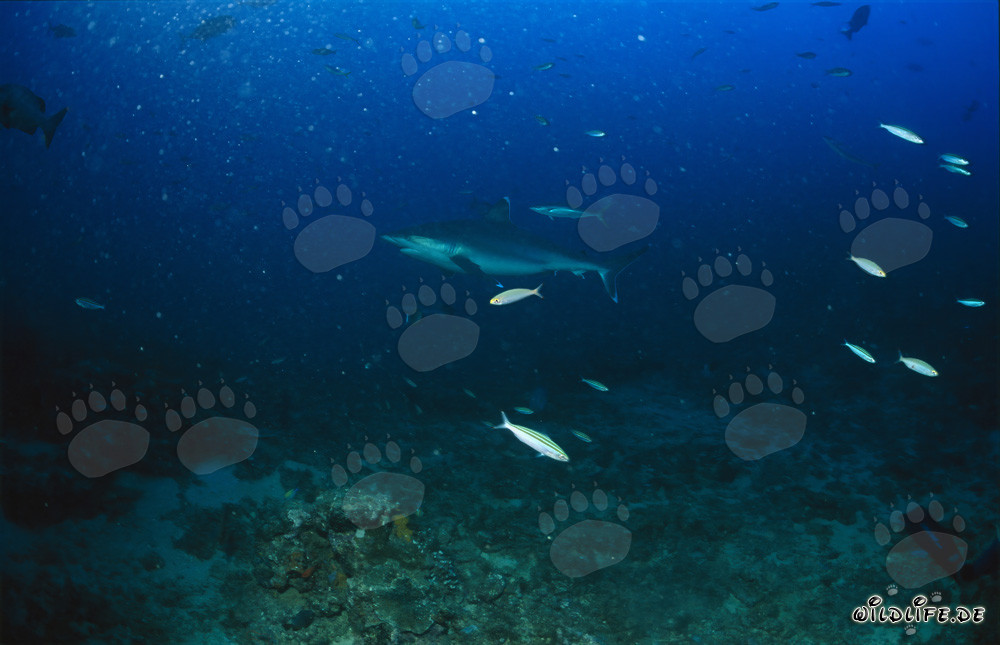 Tiburón de puntas plateadas en el arrecife de tiburones