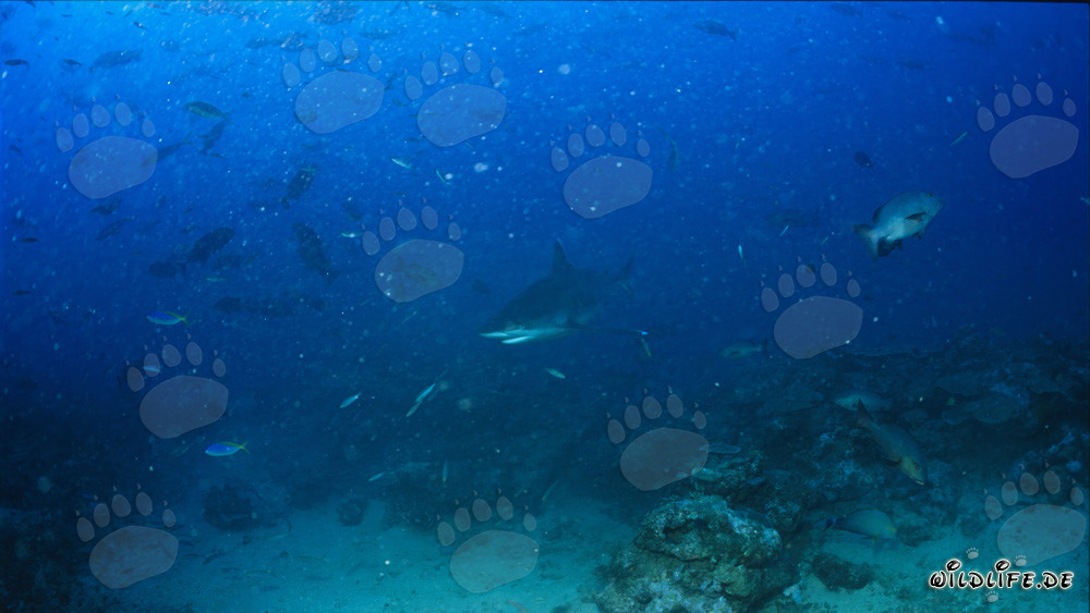 Requin à pointes argentées en patrouille au Shark Reef