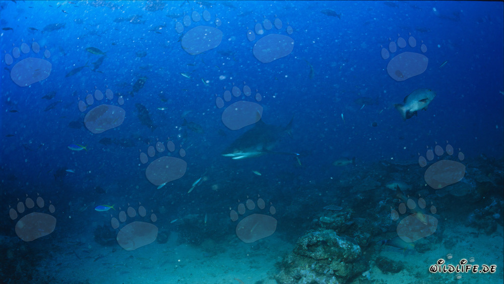 Squalo dalle punte argentate in pattuglia al Shark Reef