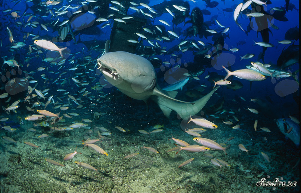 Gewöhnlicher Ammenhai inmitten eines Fischschwarms