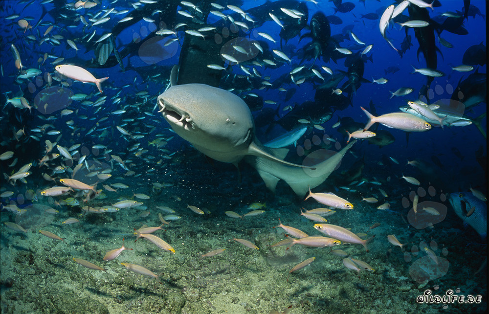 Requin-nourrice commun au milieu d'un banc de poissons