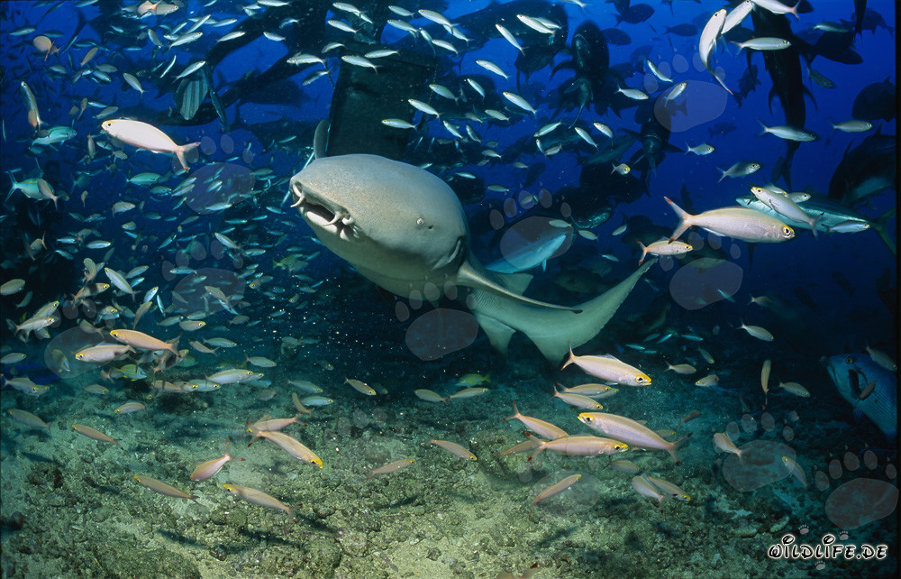 Tawny nurse shark surrounded by a shoal of fish