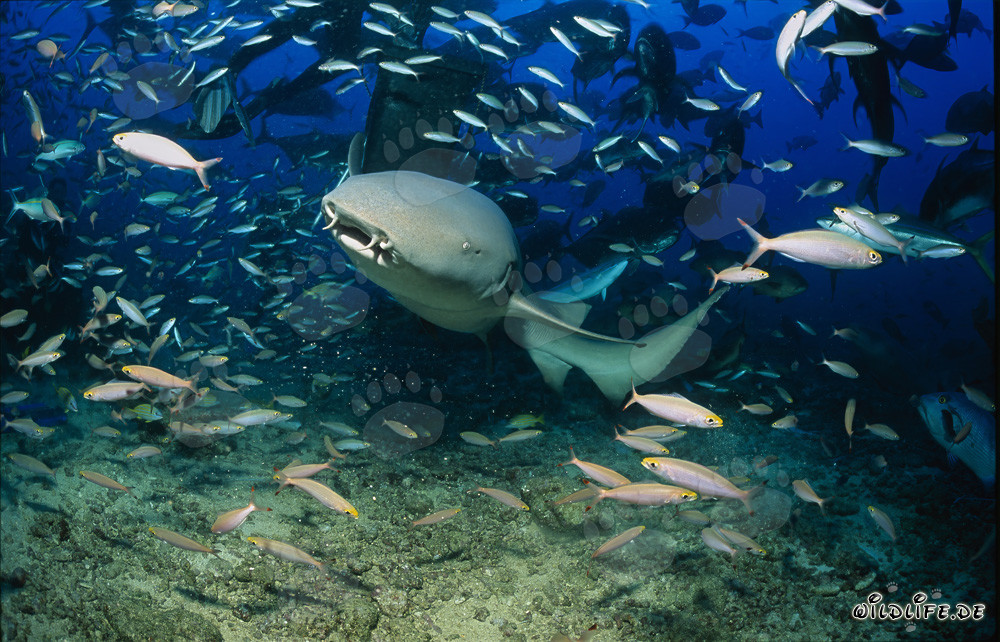 Tiburón nodriza común en medio de un banco de peces