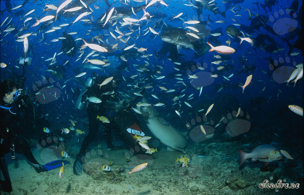 Gewöhnlicher Ammenhai begeistert von Fischköder