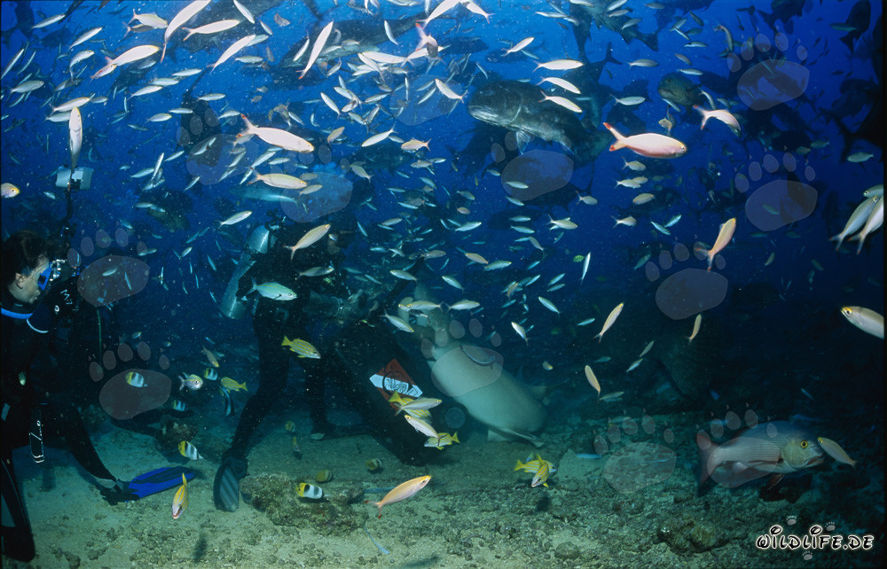 Requin nourrice ordinaire fasciné par l'appât de poisson