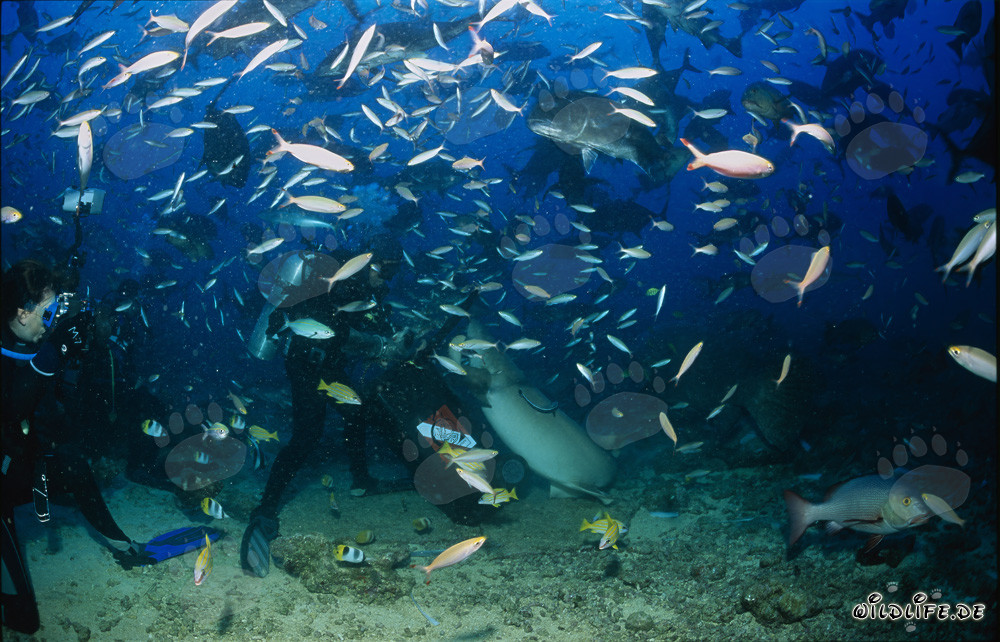 Tawny nurse shark fascinated by fish bait