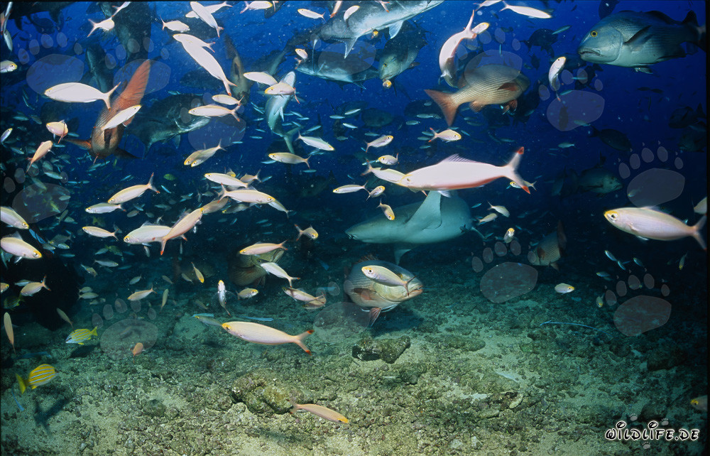 Gewöhnlicher Ammenhai im farbenfrohen Fischschwarm