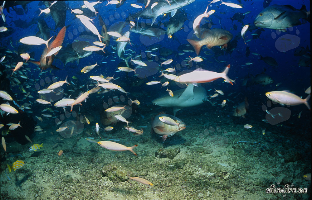 Requin nourrice commun au sein d'un banc de poissons colorés