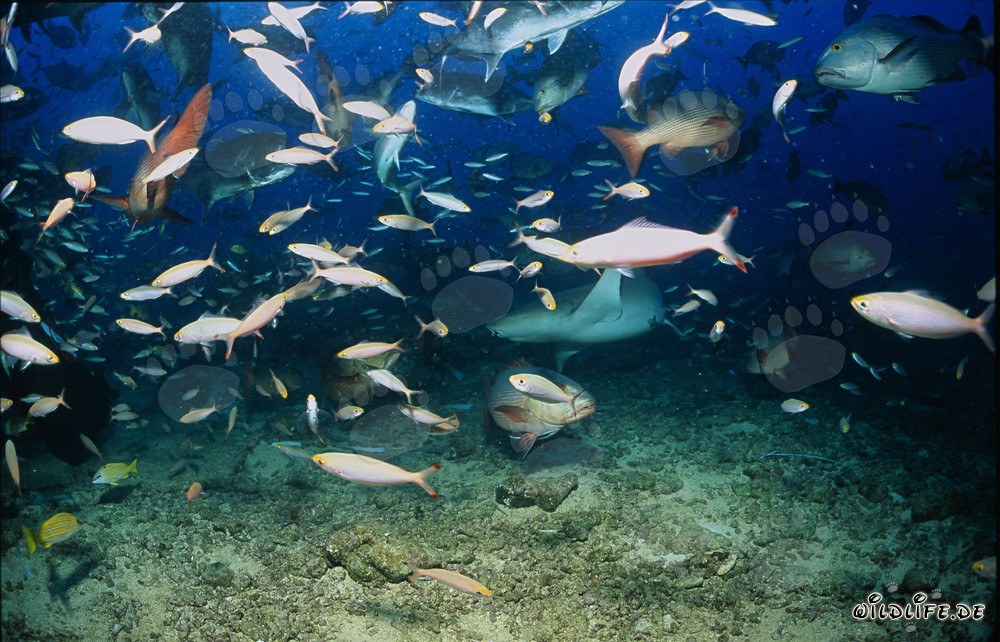 Tawny Nurse Shark in Colorful School of Fish