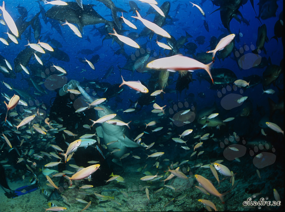 Gewöhnlicher Ammenhai (Nebrius ferrugineus) schnappt sich einen leckeren Fisch