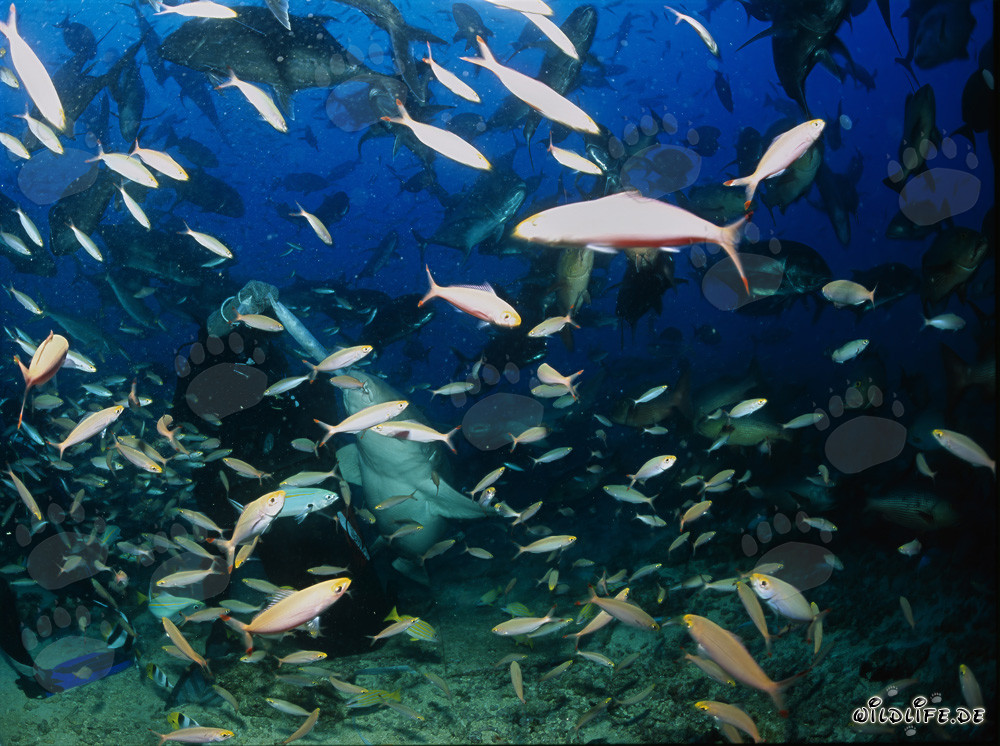 Requin nourrice tacheté (Nebrius ferrugineus) attrape un délicieux poisson