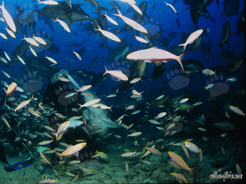 Tawny Nurse Shark (Nebrius ferrugineus) catching a fish