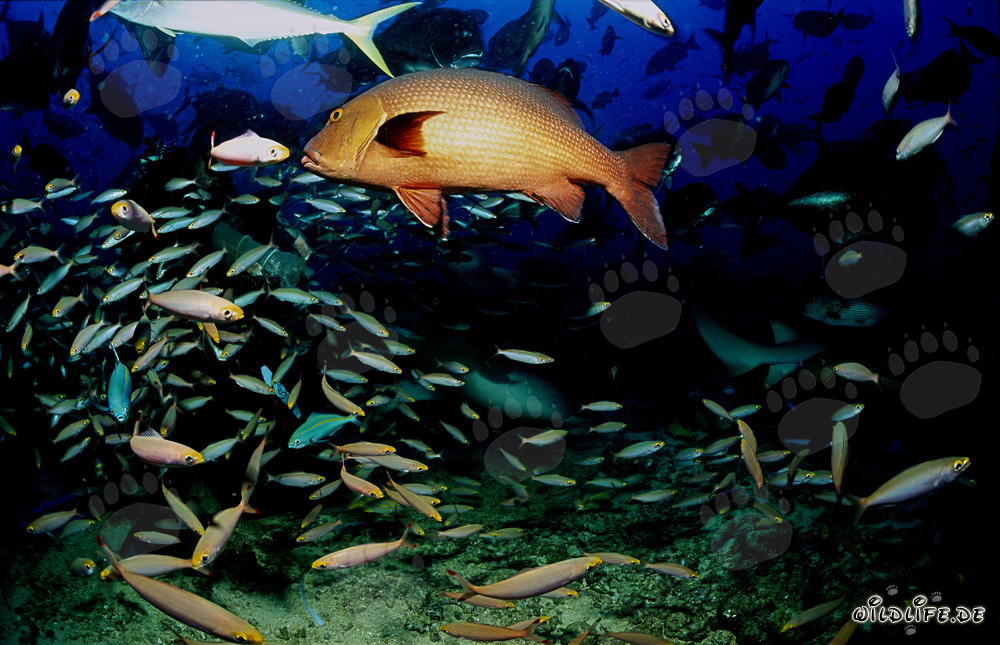 Fascinante Lutjanus bohar y coloridos peces de arrecife en Fiji