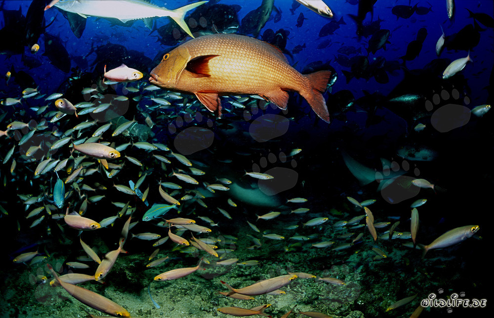 Fascinant Lutjanus bohar et poissons de récif colorés à Fiji