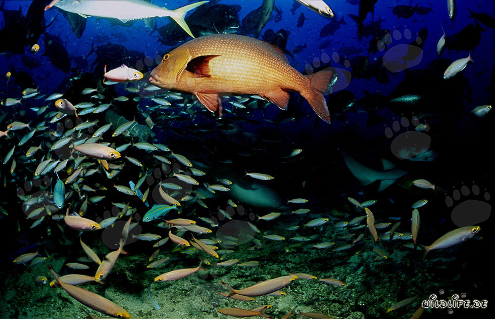 Fascinating Twinspot Snapper and Colorful Reef Fish in Fiji