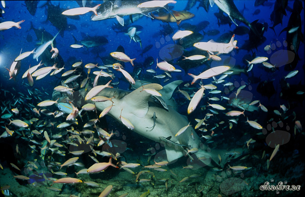 Faszinierender Gewöhnlicher Ammenhai umgeben von zahlreichen Fischen
