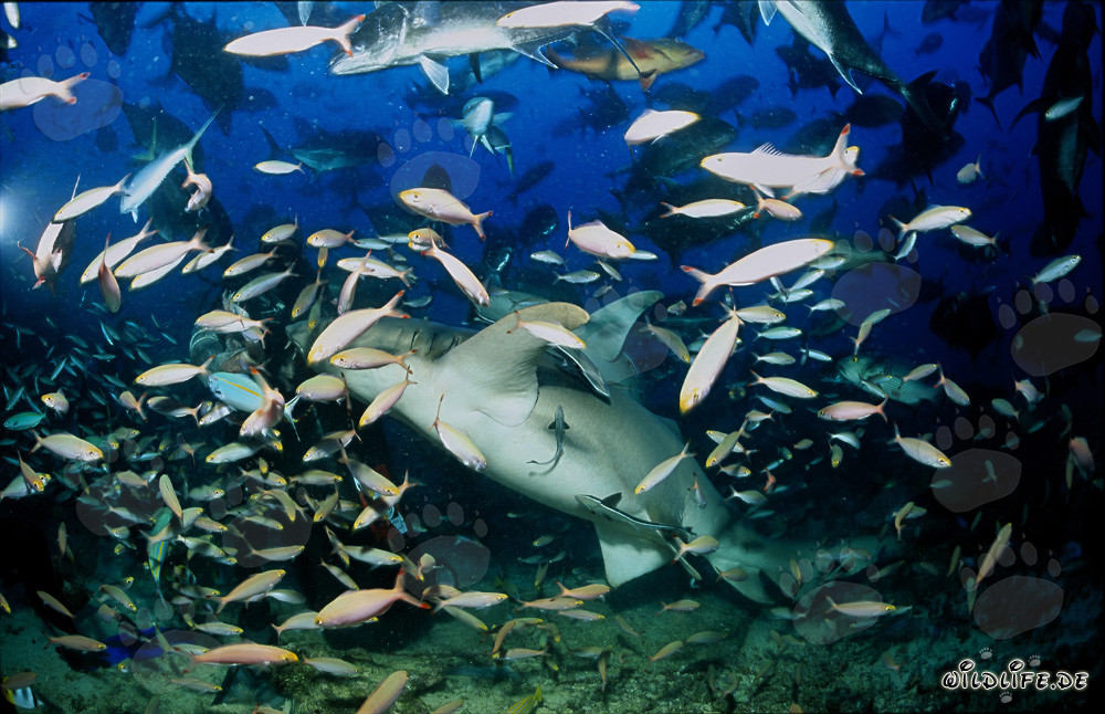 Requin-nourrice ordinaire fascinant entouré de nombreux poissons