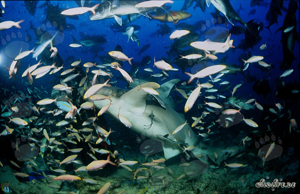 Fascinating Tawny Nurse Shark Surrounded by Numerous Fish