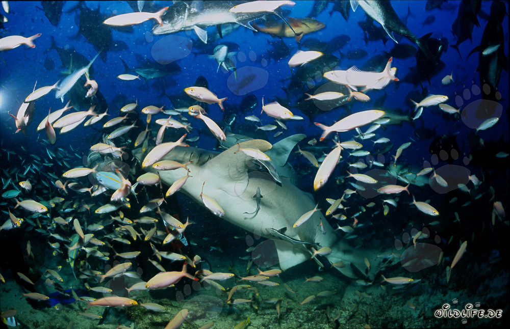 Tiburón nodriza común fascinante rodeado de numerosos peces