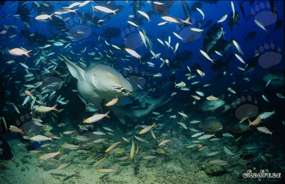 Gewöhnlicher Ammenhai umgeben von einer Vielzahl von Fischen