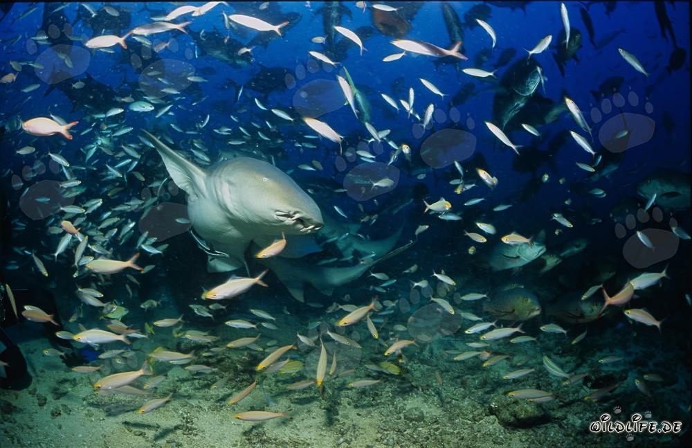 Requin-nourrice commun entouré d'une variété de poissons