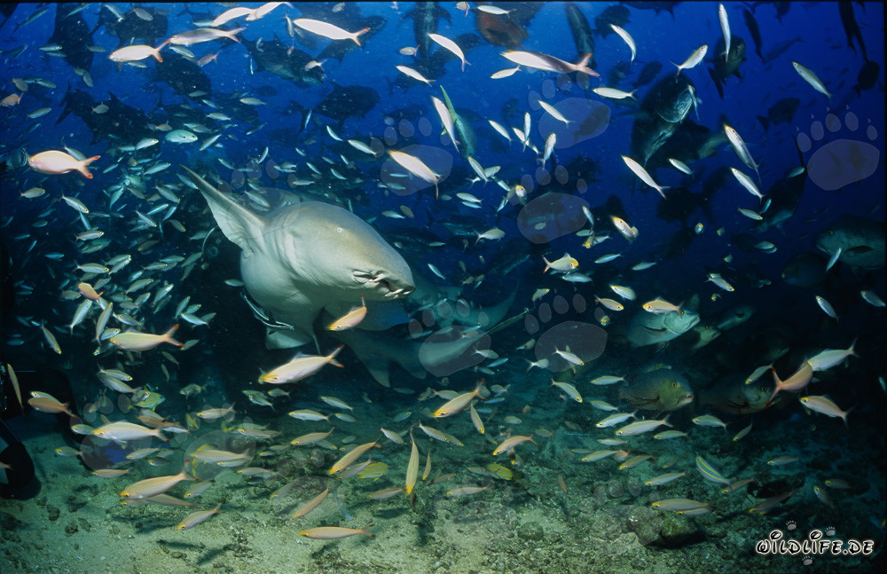Tawny nurse shark surrounded by a multitude of fish