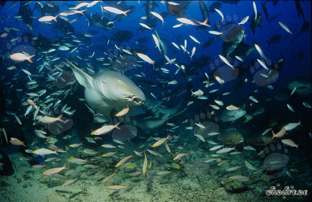 Tiburón nodriza común rodeado de una variedad de peces
