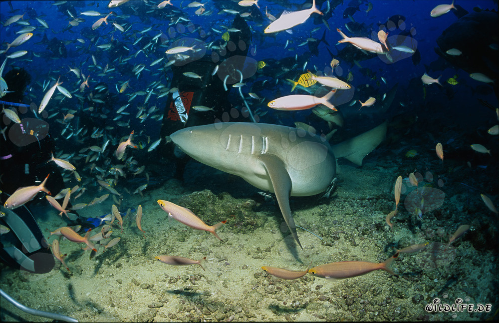 Requin-nourrice ordinaire entourant un plongeur