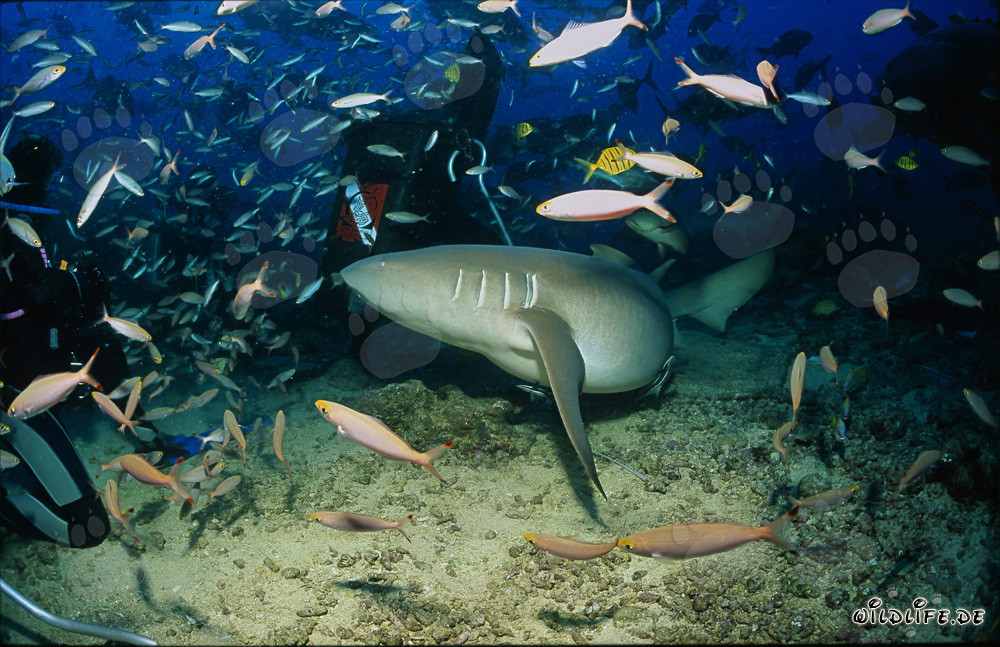 Tawny nurse shark circling a diver