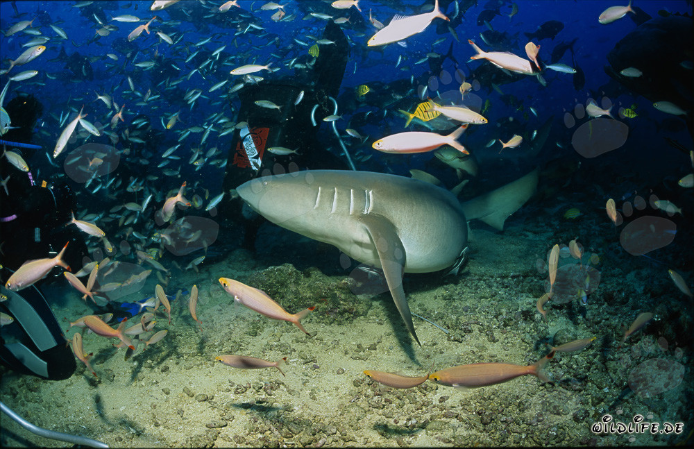 Tiburón nodriza común rodea a un buzo