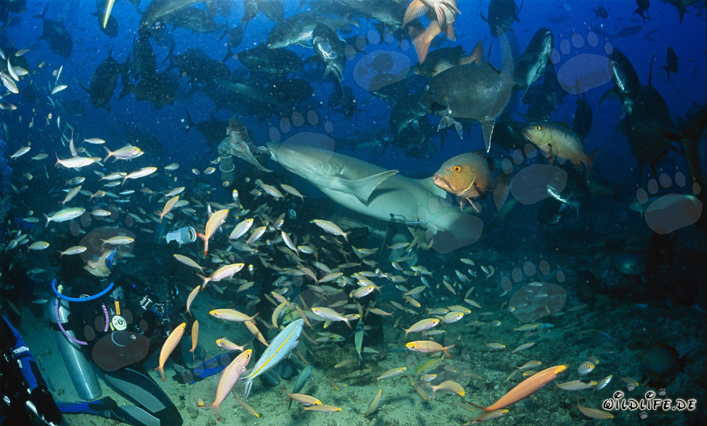 Gewöhnlicher Ammenhai schnappt sich einen Fischrest