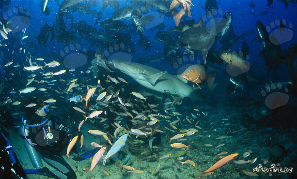 Requin nourrice commun attrape un reste de poisson