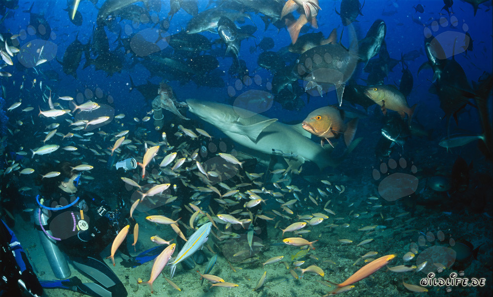 Squalo nutrice comune afferra un avanzo di pesce