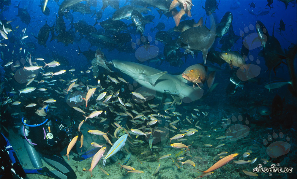 Tawny nurse shark grabs a fish bait