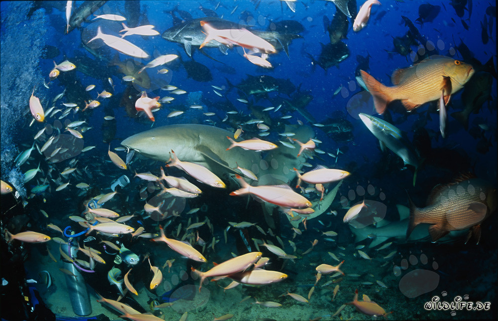 Requin-nourrice commun nage majestueusement au-dessus d'un plongeur