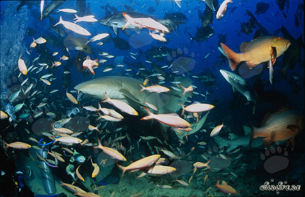 Tawny nurse shark gracefully swimming over a diver