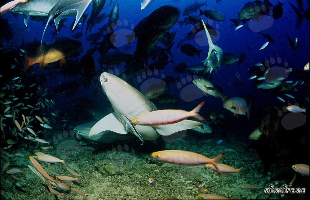 Requins-nourrices ordinaires fascinants dans les eaux de Fidji