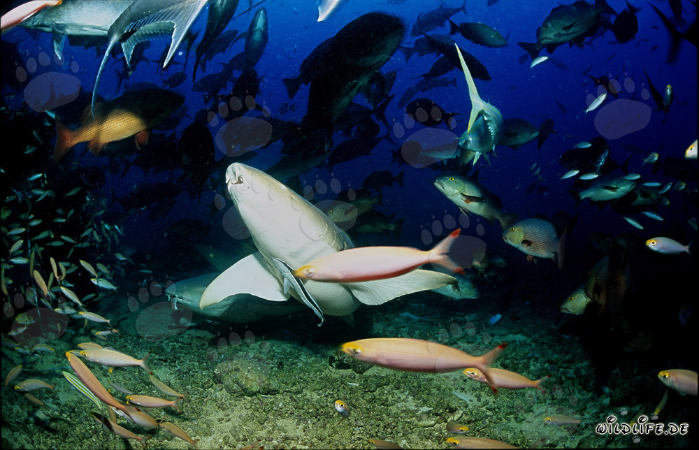 Squali nutrice comuni affascinanti nelle acque di Fiji