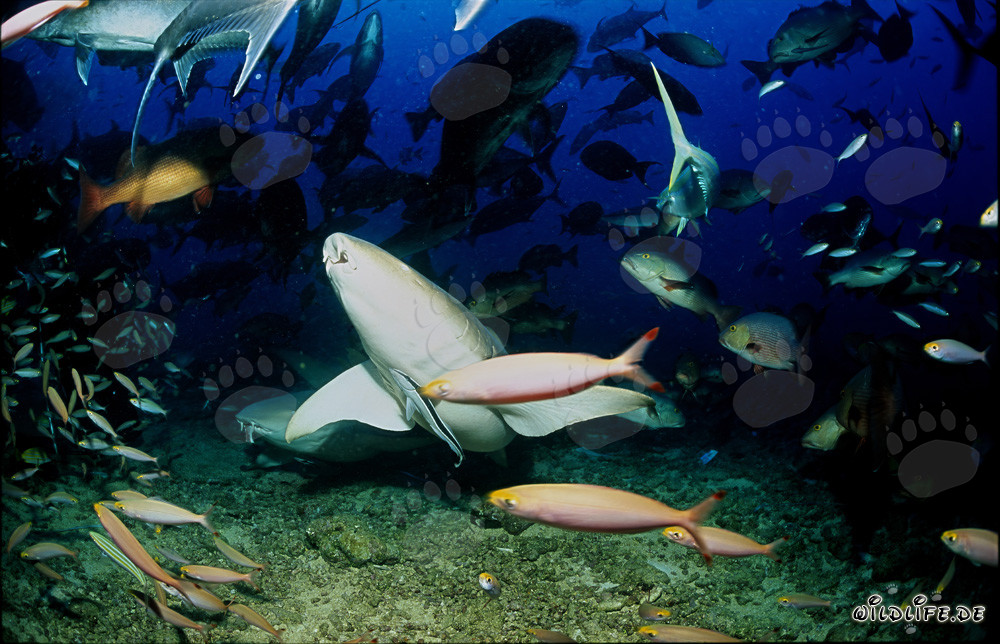 Fascinating Tawny Nurse Sharks in the Waters of Fiji
