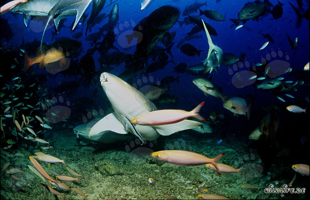 Tiburones nodriza comunes fascinantes en las aguas de Fiji