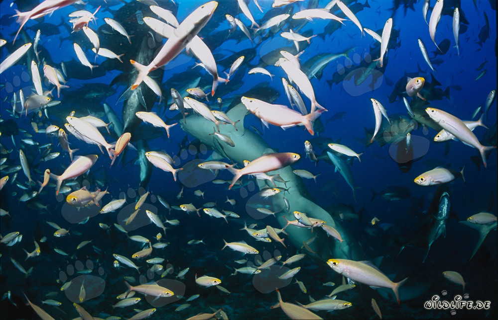Requins nourrices communs dans un banc de poissons