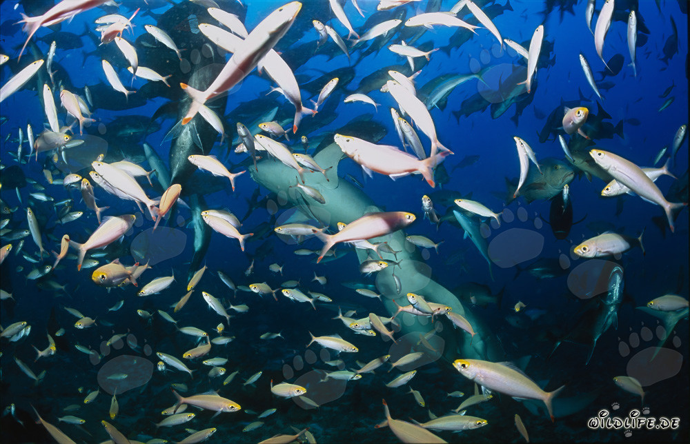 Tawny nurse sharks in the school of fish
