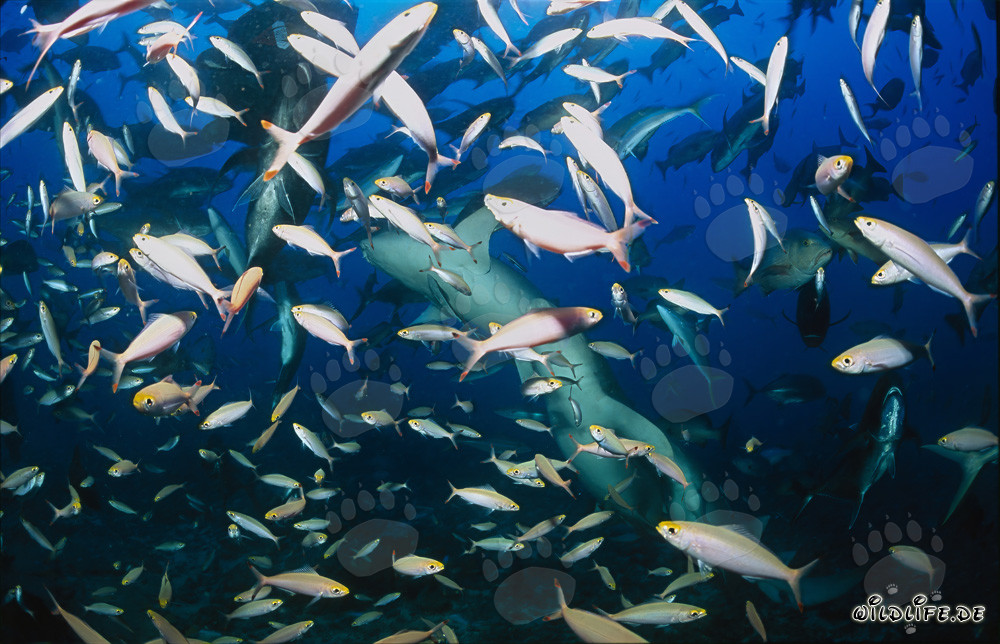 Tiburones nodriza comunes en un banco de peces