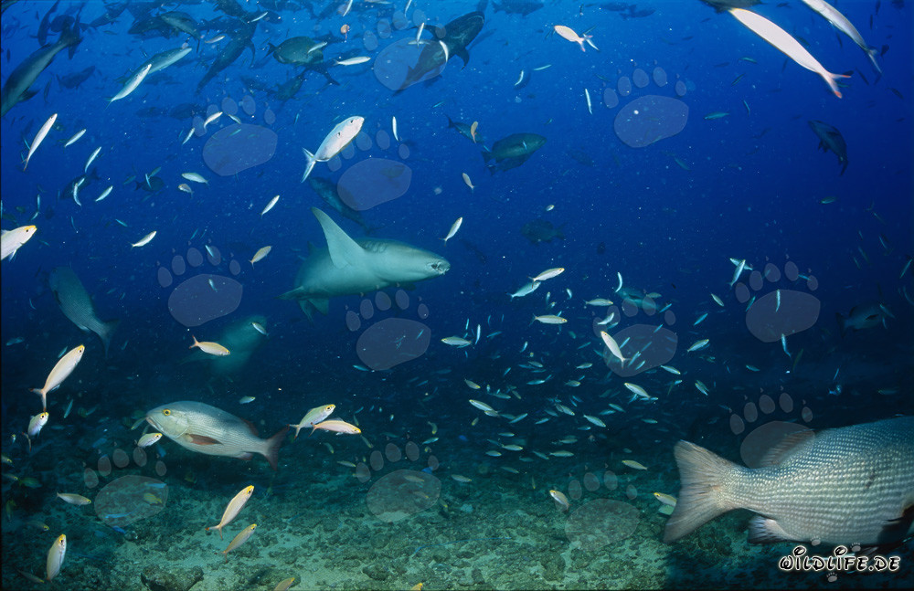 Gewoehnliche Ammenhaie am Shark Reef