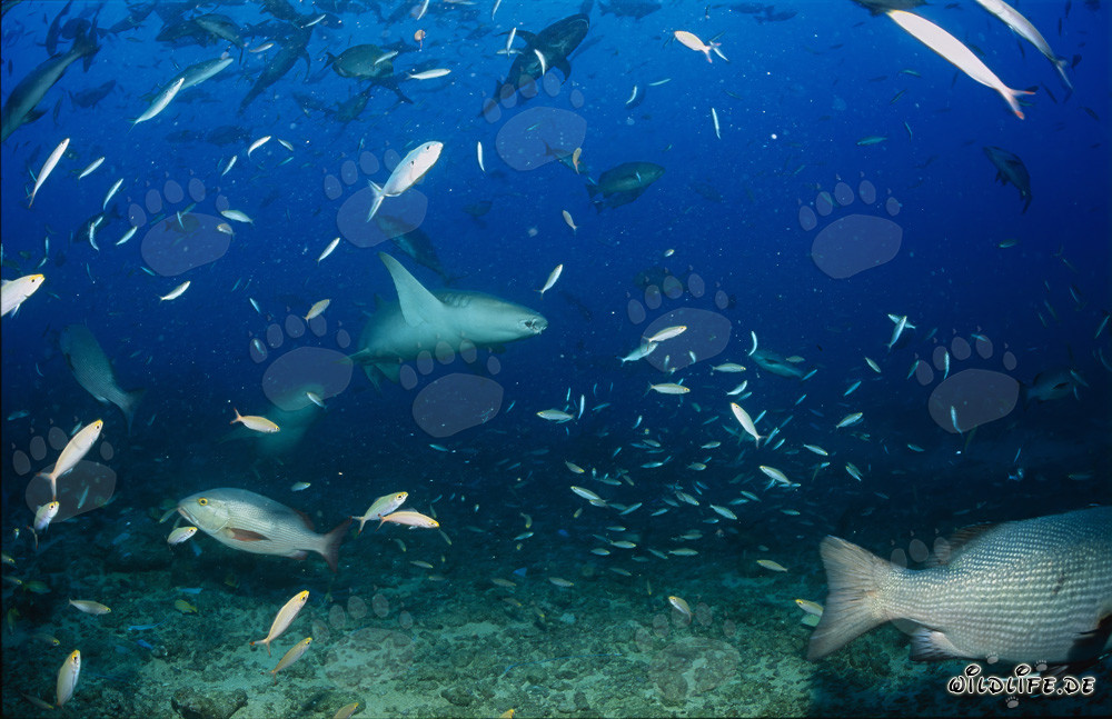 Requin nourrice commun au Shark Reef