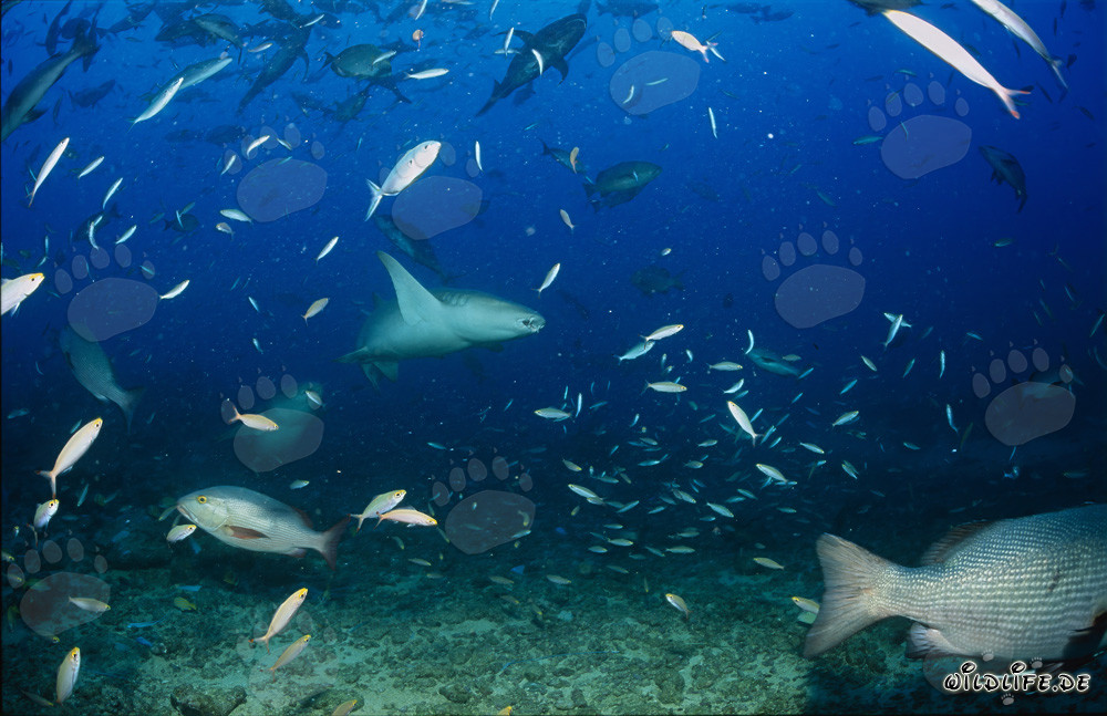 Squalo nutrice comune allo Shark Reef