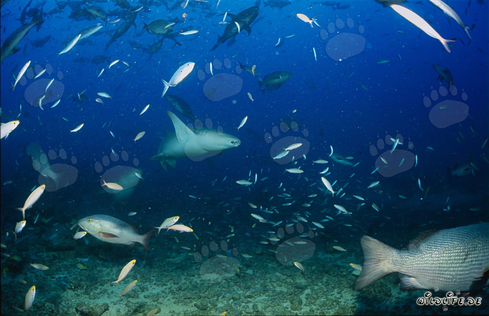 Tawny nurse sharks at Shark Reef