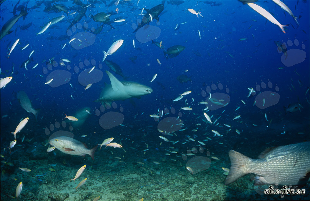 Tiburón nodriza común en el Shark Reef
