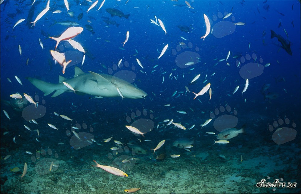 Eleganter Gewöhnlicher Ammenhai am Shark Reef