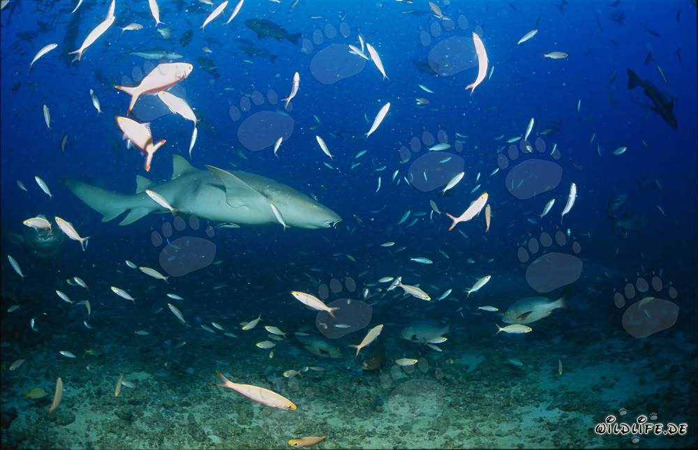 Requin nourrice commun élégant au Shark Reef